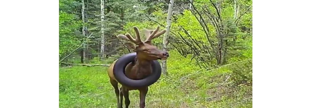 Elk Stuck in Tire
